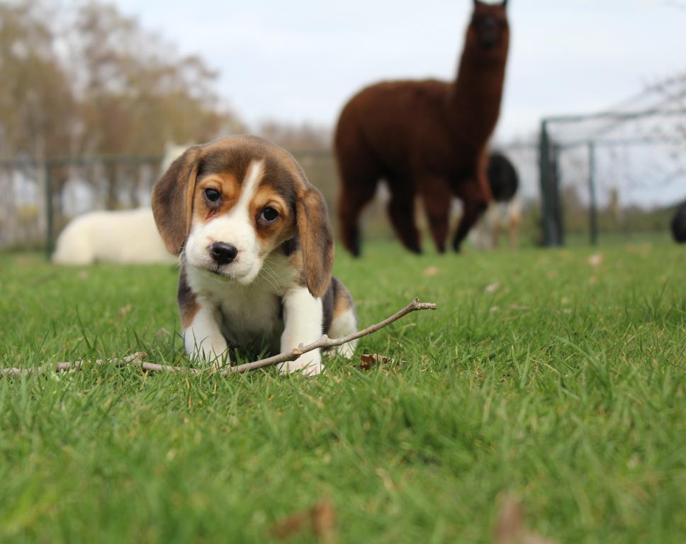 versnelling Dij Geheugen Hondenkennel Kuypers & Toebast - Hondenrassen | Hondenkennel Kuypers