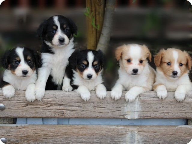 Kruising Sheltie pups, teefjes (Klik hier voor meer informatie)
