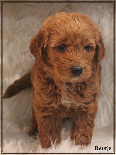 Goldendoodle pups