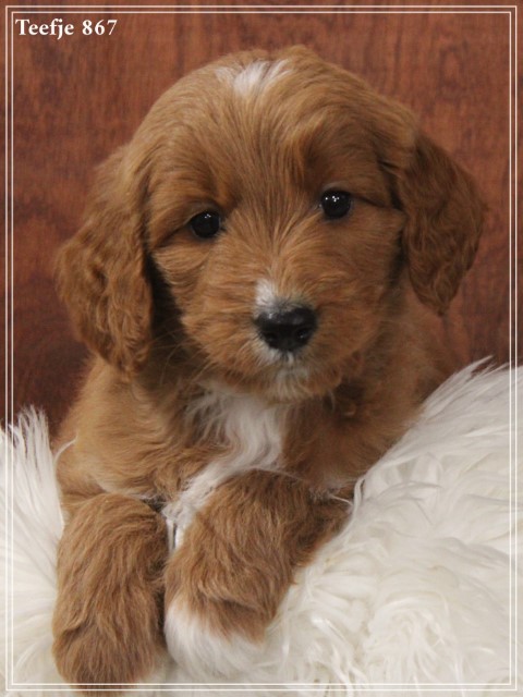 Goldendoodle pups