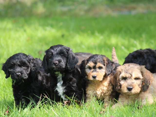 Cockapoo pups (Klik hier voor meer informatie)