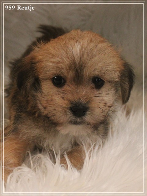 Morkie pups (klik hier voor meer informatie)