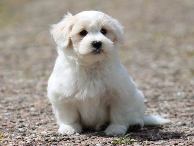 Maltezer pups (Klik hier voor meer informatie)