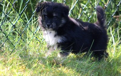 Maltezer x Dwergkees pups (Klik hier voor meer informatie)