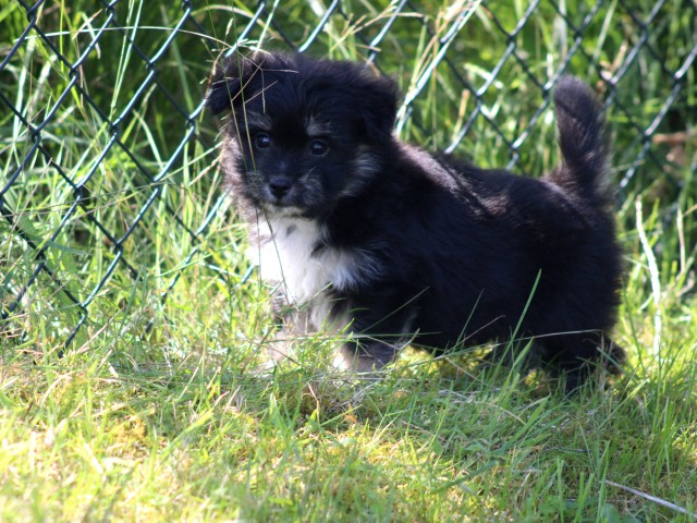 Maltezer x Dwergkees pups (Klik hier voor meer informatie)