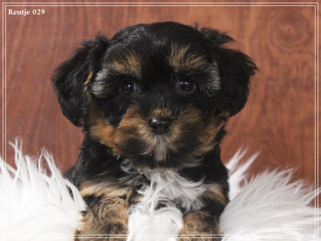 Morkie pups (klik hier voor meer informatie)