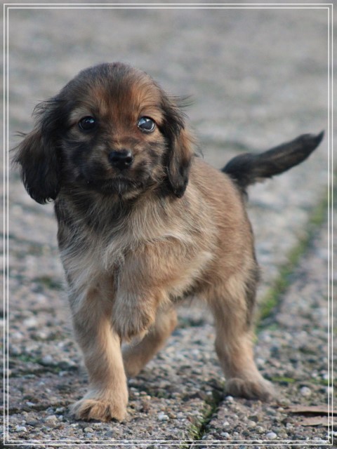 Cockapoo pup, teefje (klik hier voor meer informatie)