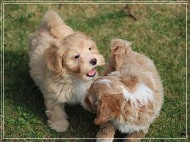 Boomer pups (klik hier voor meer informatie)