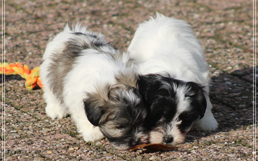 Boomer pups (klik hier voor meer informatie)