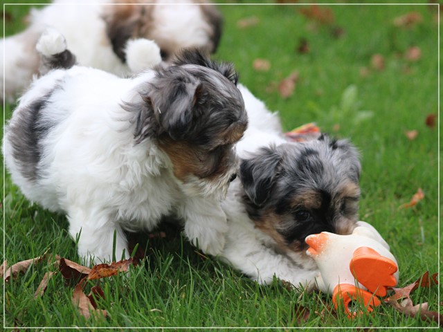 Boomer pups (klik hier voor meer informatie)