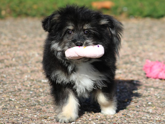 Kruising Malterzer pup, reutje (Klik hier voor meer informatie)