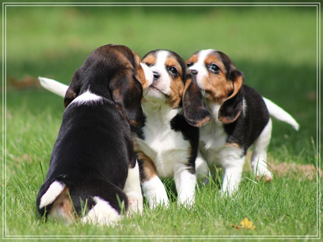 Beaglier pups (klik hier voor meer informatie)