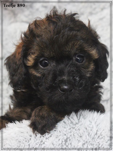 Maltipoo pups (Klik hier voor meer informatie)