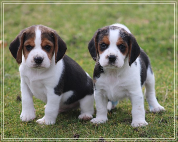 Beaglier pups (klik hier voor meer informatie)