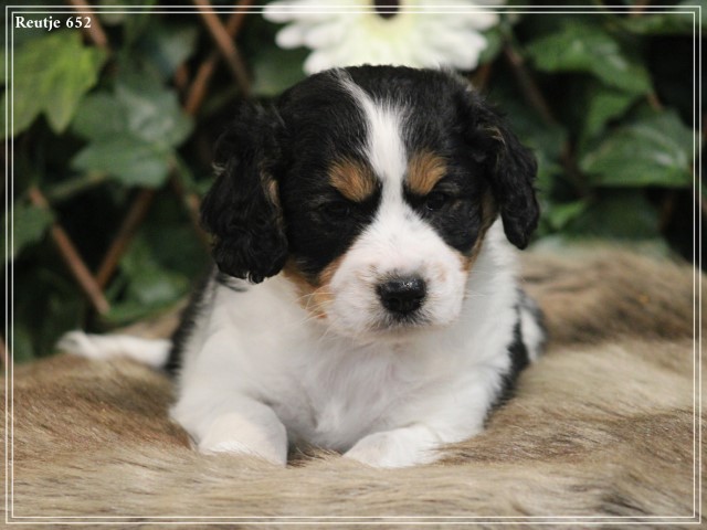 Kruising Sheltie pups (Klik hier voor meer informatie)