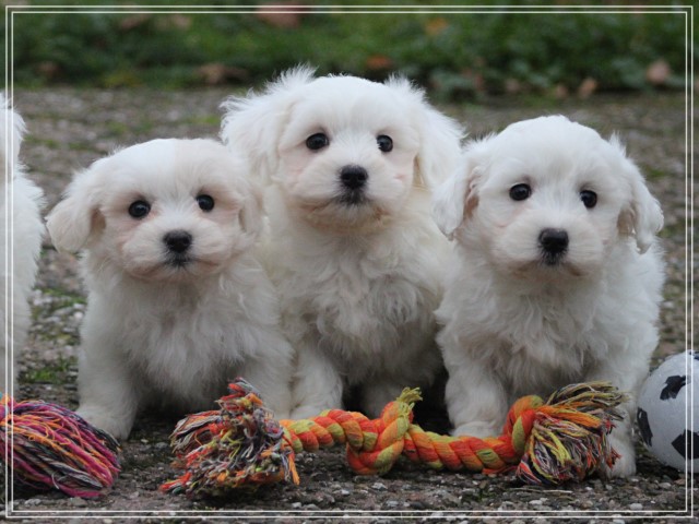 Maltezer pups (Klik hier voor meer informatie)