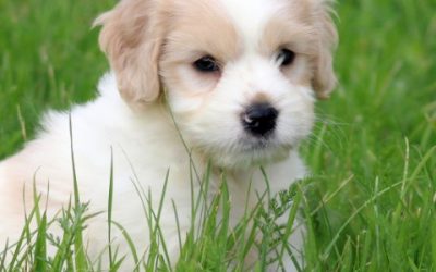 Kruising Cavalier king Charles spaniel pup (Klik hier voor meer informatie)