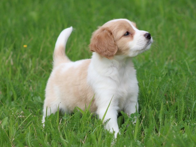 Kruising Dwergkees pups (Klik hier voor meer informatie)
