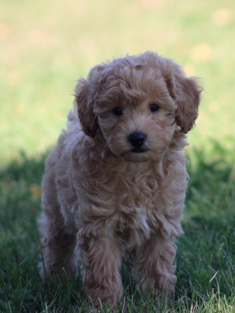Maltipoo pups (Klik hier voor meer informatie)