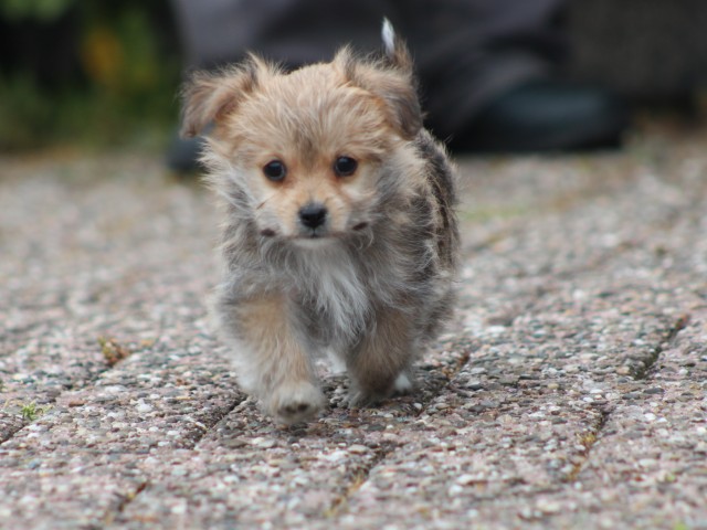 Morkie pups, teefjes (klik hier voor meer informatie)