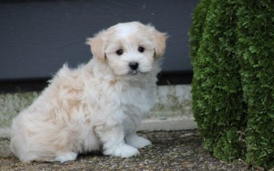 Boomer pup, teefje (klik hier voor meer informatie)