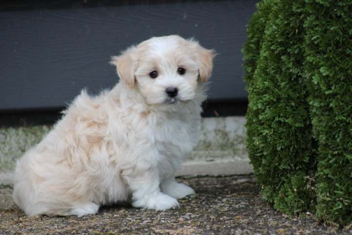 Boomer pup, teefje (klik hier voor meer informatie)