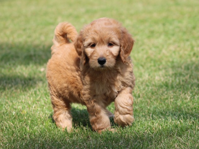Goldendoodle pups