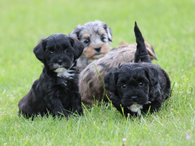 Boompoo pups