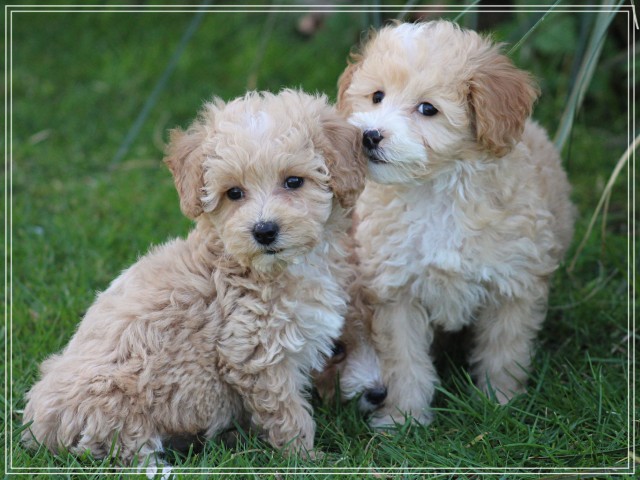 Maltipoo pups (klik hier voor meer informatie)