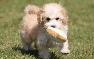Maltipoo pups (klik hier voor meer informatie)