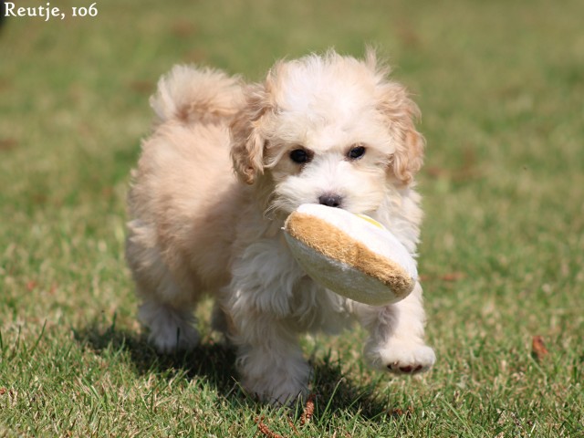 Maltipoo pups (klik hier voor meer informatie)