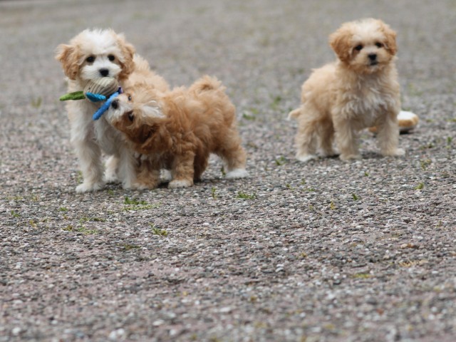Maltipoo pups (klik hier voor meer informatie)