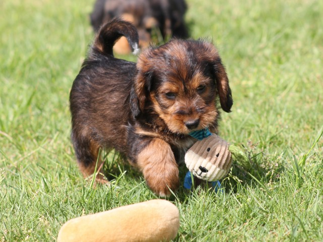 Poogle pups (klik hier voor meer informatie)