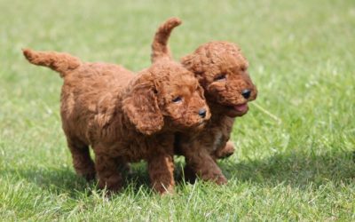Cockapoo pups (klik hier voor meer informatie)