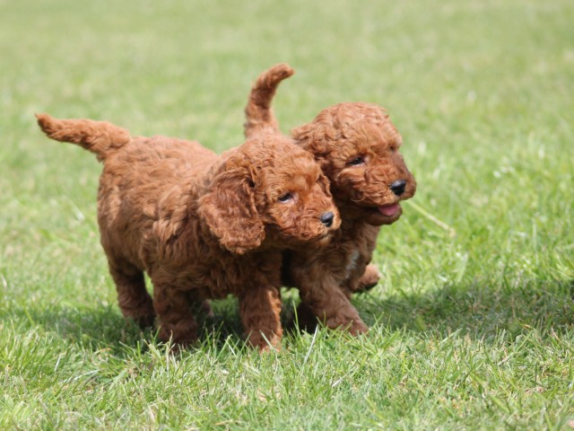 Cockapoo pups (klik hier voor meer informatie)