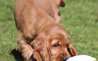 Engelse Cocker Spaniel pups (klik hier voor meer informatie)