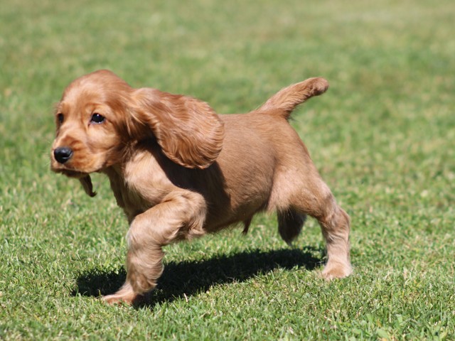 Engelse Cocker Spaniel pups (klik hier voor meer informatie)