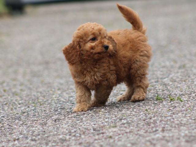 Cockapoo pup, reutje (klik hier voor meer informatie)