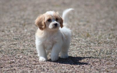 Cavalier King Charles spaniël X Maltezer pups (voor meer informatie klik hier)