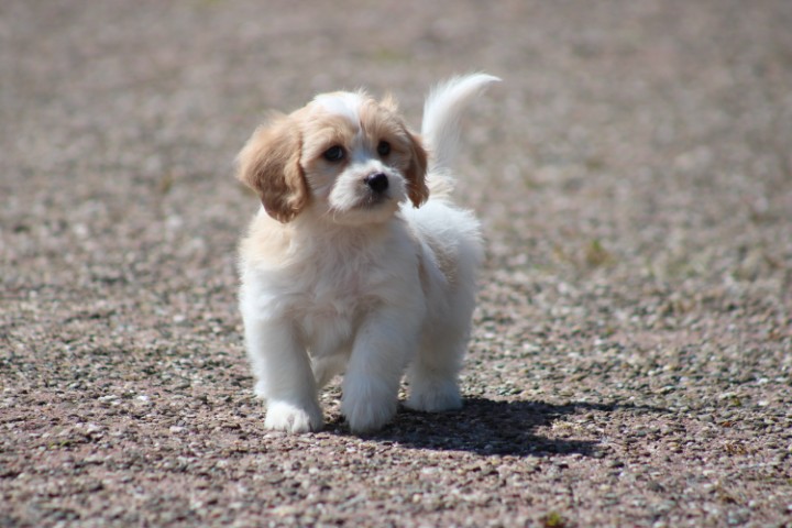 Cavalier King Charles spaniël X Maltezer pups (voor meer informatie klik hier)
