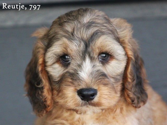 Knappe Cockapoo pups (klik hier voor meer informatie)