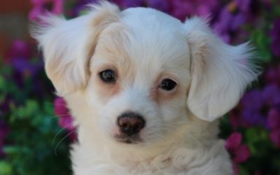 Kruising chihuahua pup, reutje (Klik hier voor meer informatie)