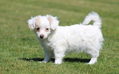 Kruising chihuahua pup, reutje (Klik hier voor meer informatie)