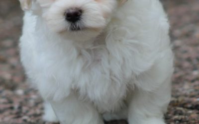 Maltezer pups (klik hier voor meer informatie)