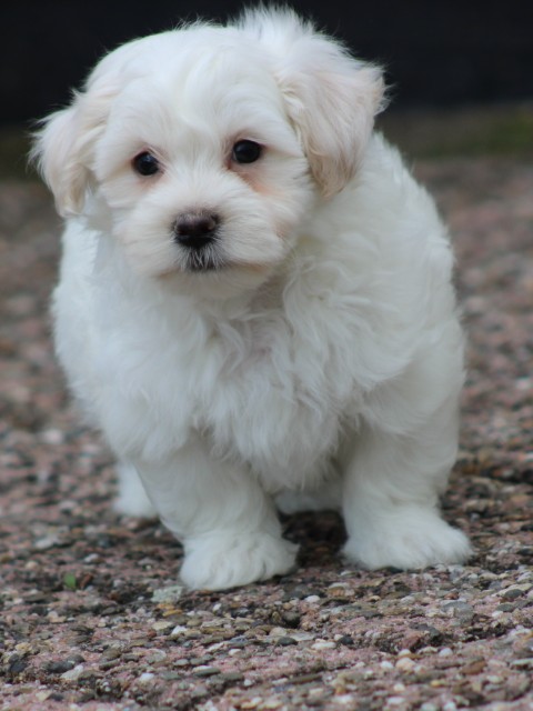 Maltipoo pups (klik hier voor meer informatie)