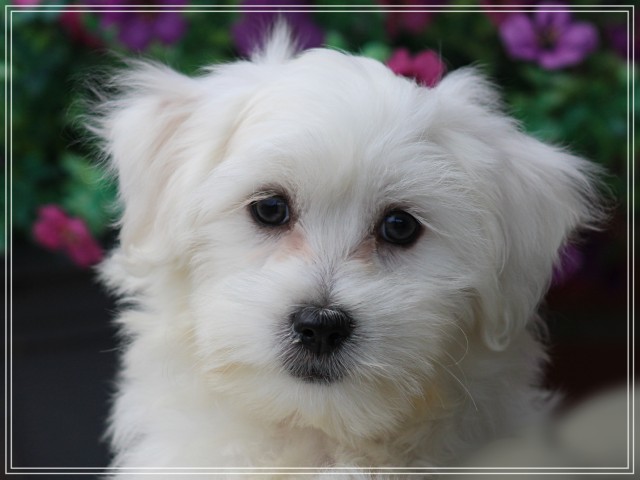 Maltezer pup, reutje (klik hier voor meer informatie)