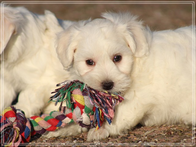 Maltezer pups (klik hier voor meer informatie)