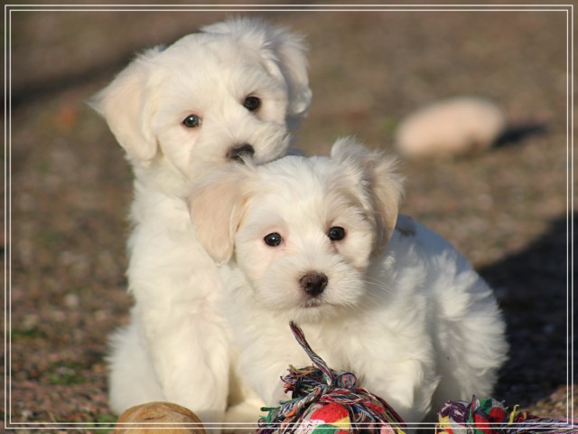 Maltezer pups (klik hier voor meer informatie)