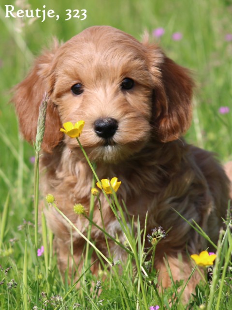 Maltipoo pups (klik hier voor meer informatie)