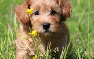 Maltipoo pups (klik hier voor meer informatie)